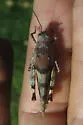 Arroyo Grasshopper - photo 3