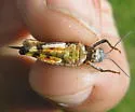 Arroyo Grasshopper - photo 4