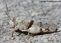 Arroyo Grasshopper - photo 5