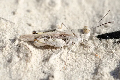 Rose-wing Beach Grasshopper