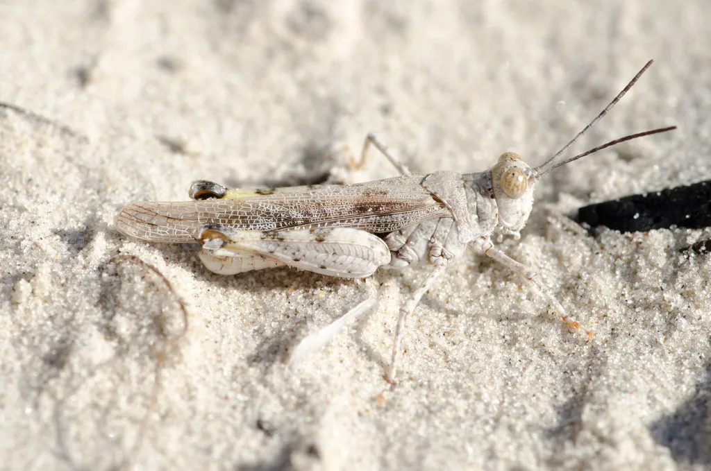 Rose-wing Beach Grasshopper - photo 2