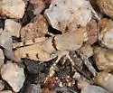 Rufous Grasshopper - photo 2