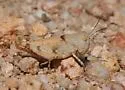 Rufous Grasshopper - photo 3