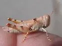 Rufous Grasshopper - photo 5