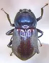 Helichus basalis