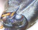 Helichus basalis - photo 2