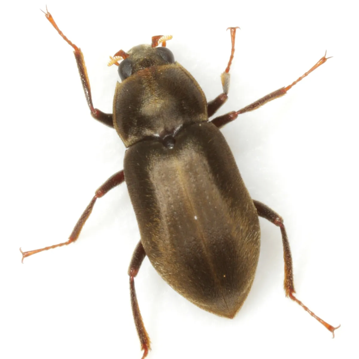 Helichus lithophilus - photo 3