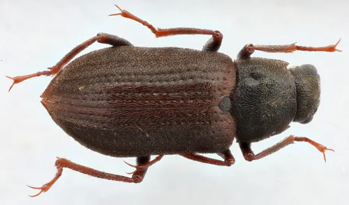 Helichus striatus