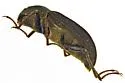 Helichus triangularis - Helichus triangularis