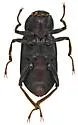 Helichus triangularis - photo 2
