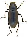 Helichus triangularis - photo 3