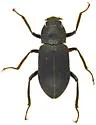 Helichus triangularis - photo 4