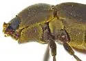 Helichus triangularis - photo 5