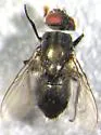 Helicobia rapax