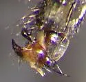 Helicobia rapax - photo 3