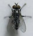 Helicobia rapax - photo 4