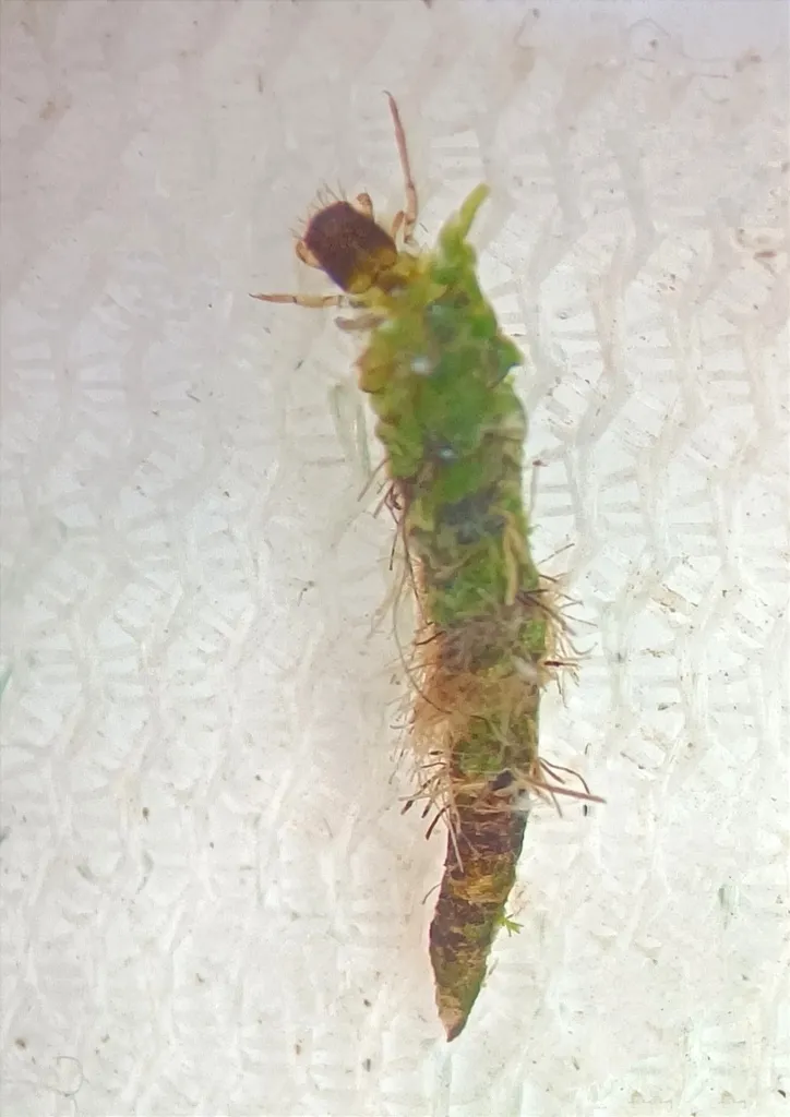 Helicophidae - photo 2