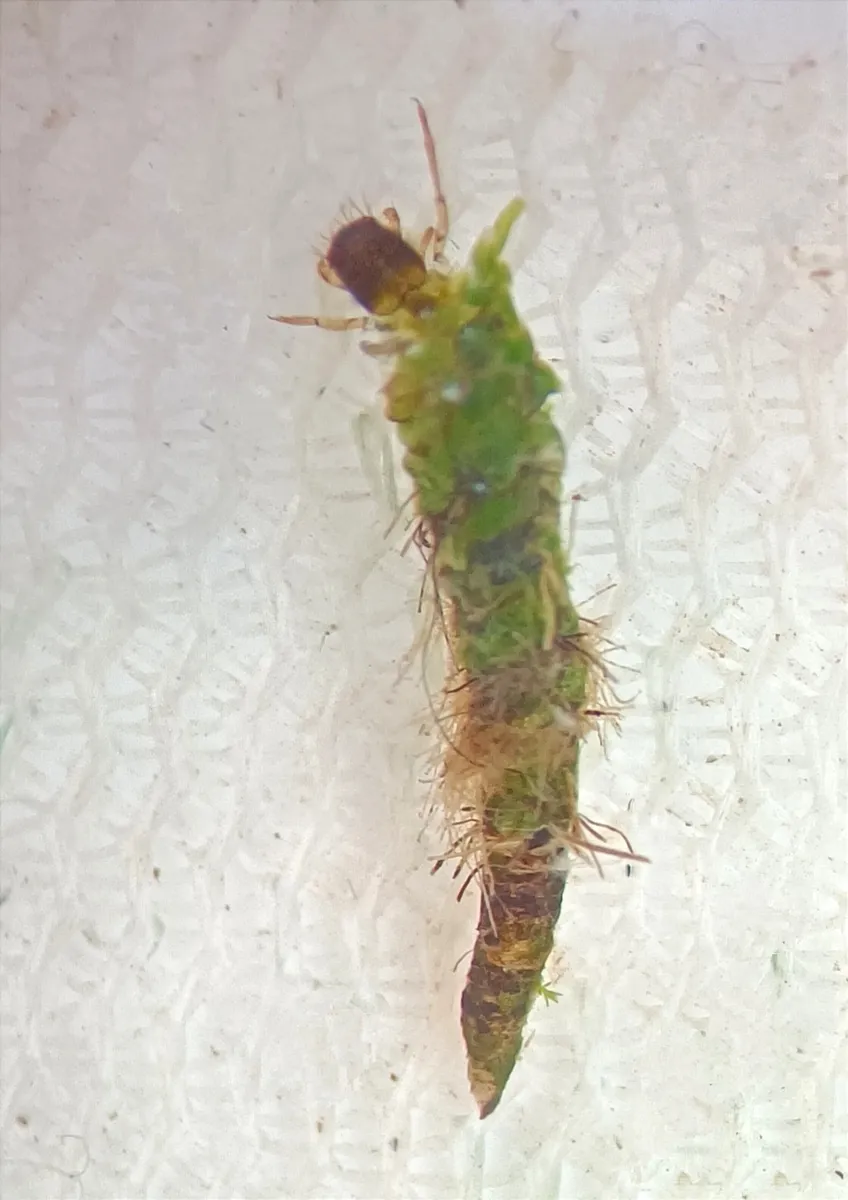 Helicophidae - photo 3