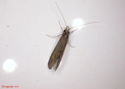 Helicopsyche borealis