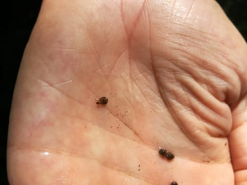 Helicopsyche helicifex - photo 2