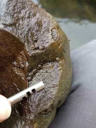 Helicopsyche zealandica