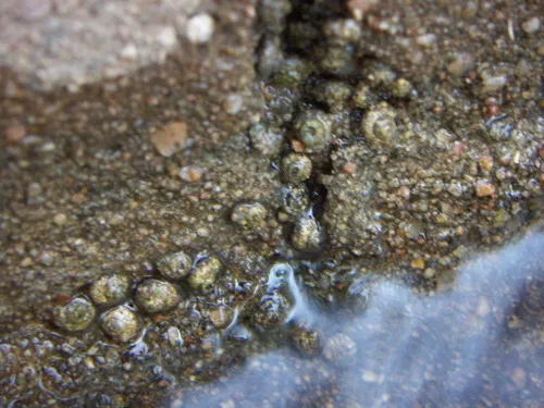 Snail-case Caddisflies - photo 2