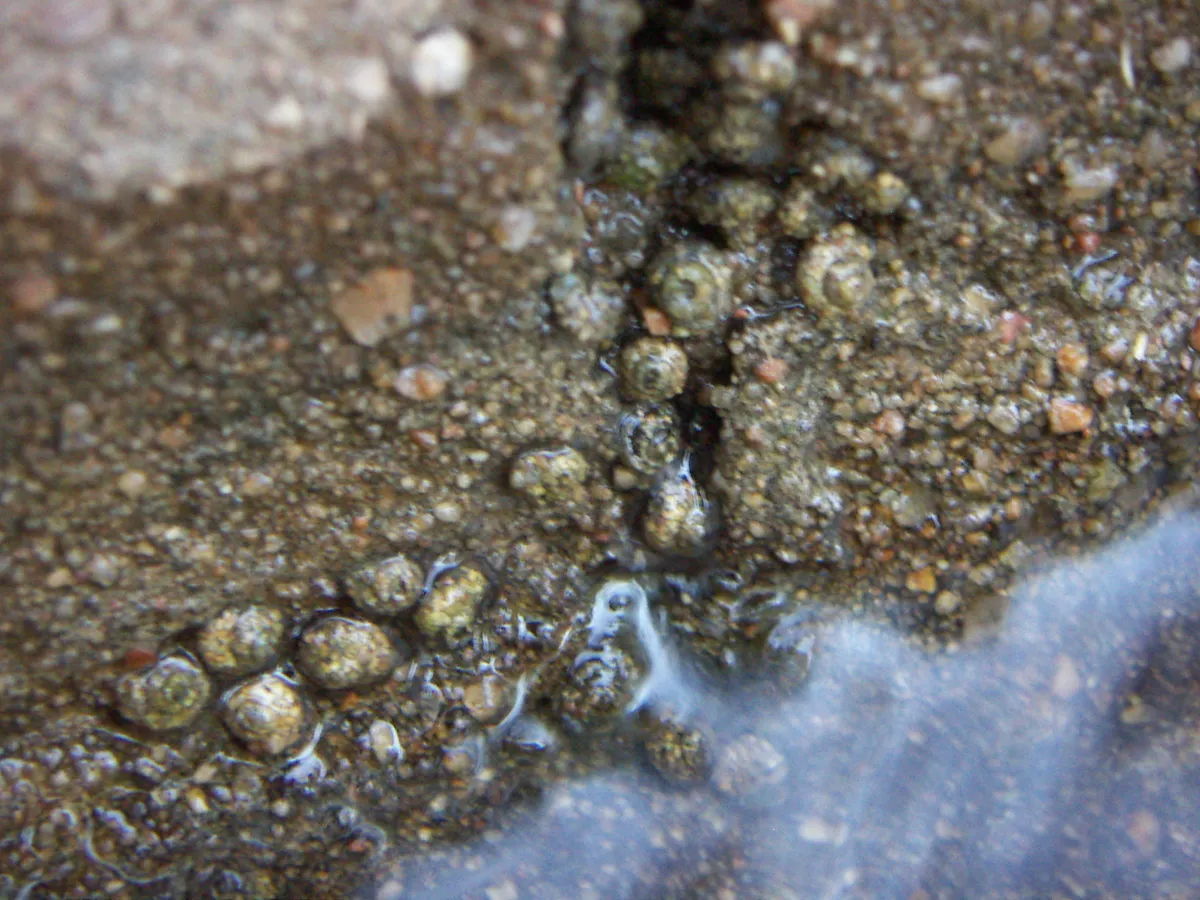 Snail-case Caddisflies - photo 3