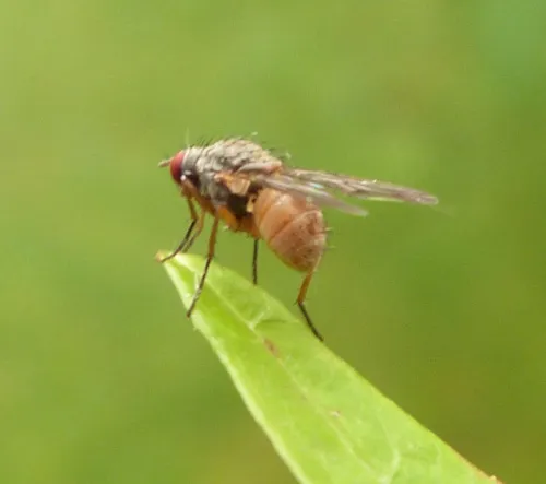 Helina abdominalis