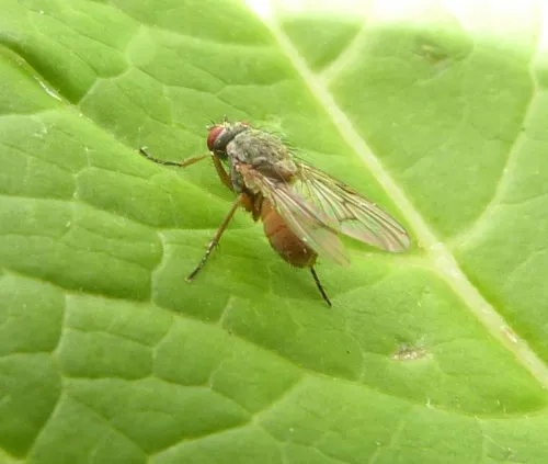 Helina abdominalis - photo 2