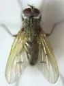 Helina abiens