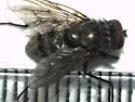 Helina annosa