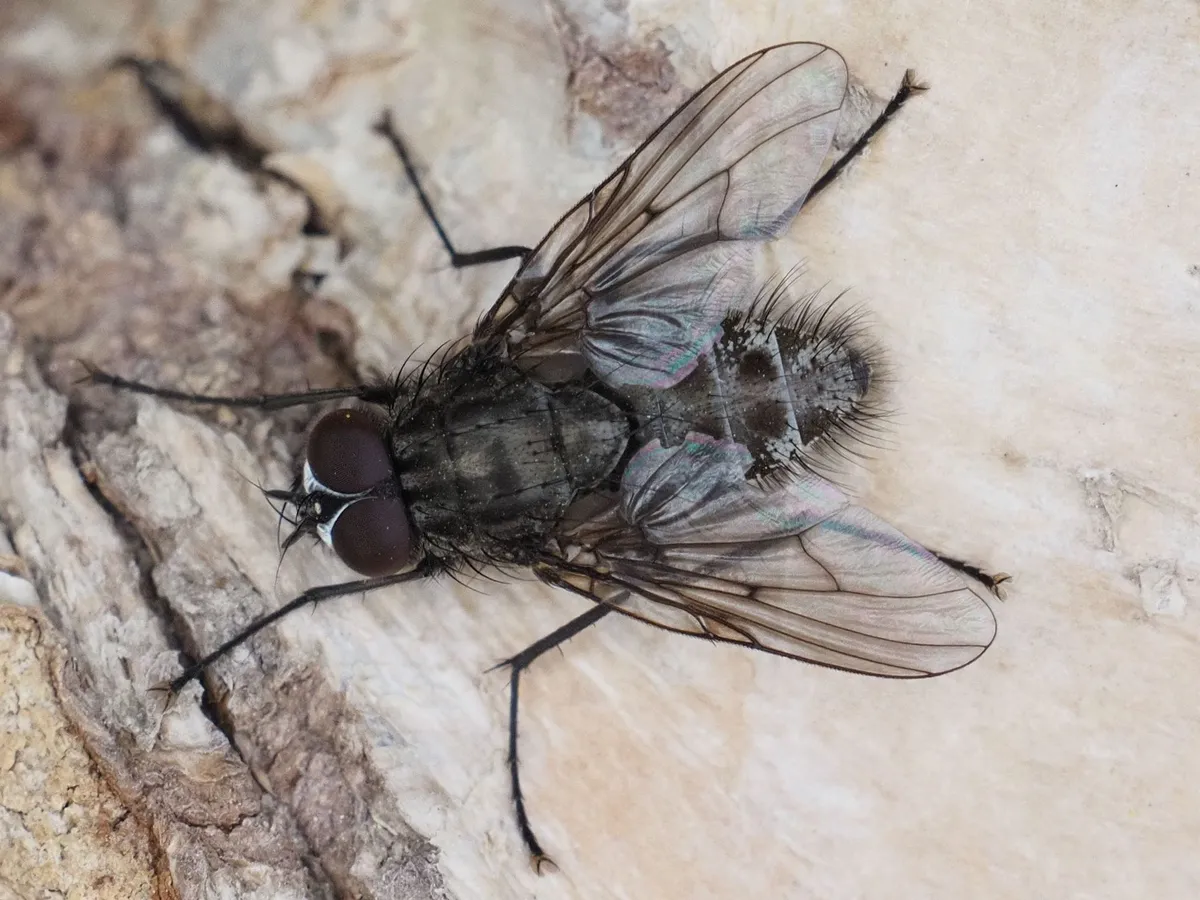 Helina evecta - photo 3