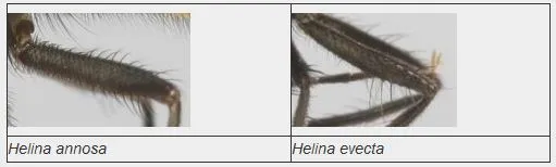 Helina evecta - photo 4