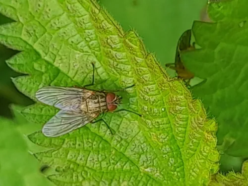 Helina impuncta - photo 2