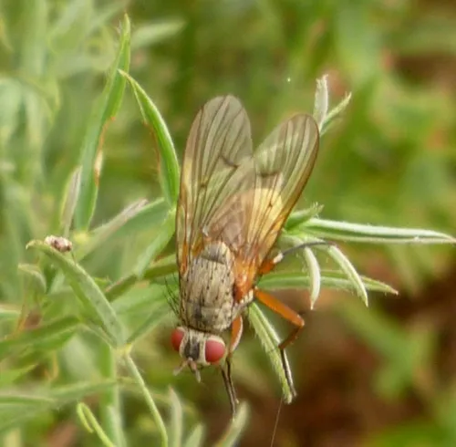 Helina impuncta - photo 3