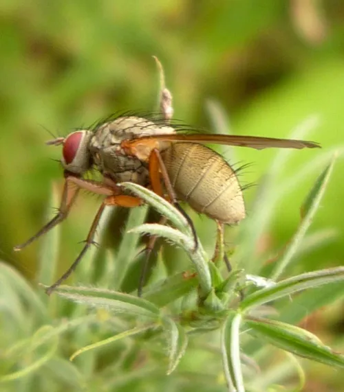 Helina impuncta - photo 4