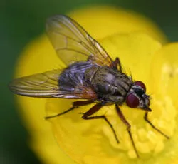 Helina impuncta - photo 5