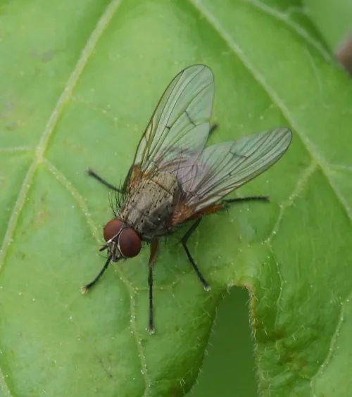 Helina impuncta - photo 6