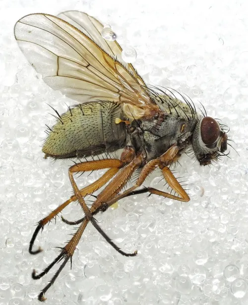Helina impuncta - photo 7