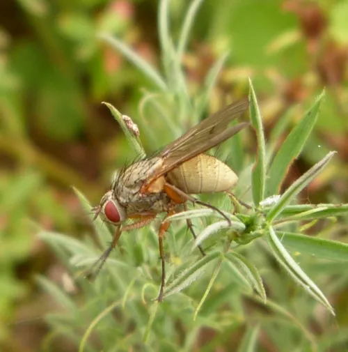 Helina impuncta - photo 8