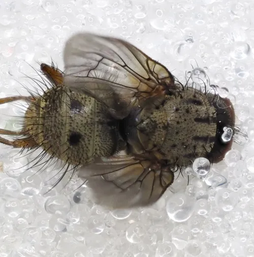 Helina lasiophthalma