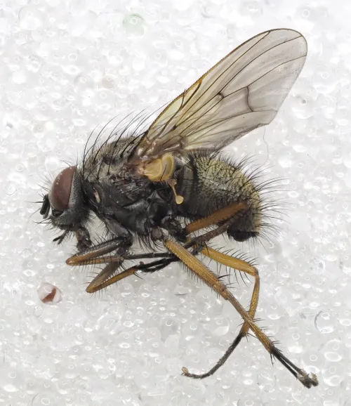 Helina lasiophthalma - photo 2