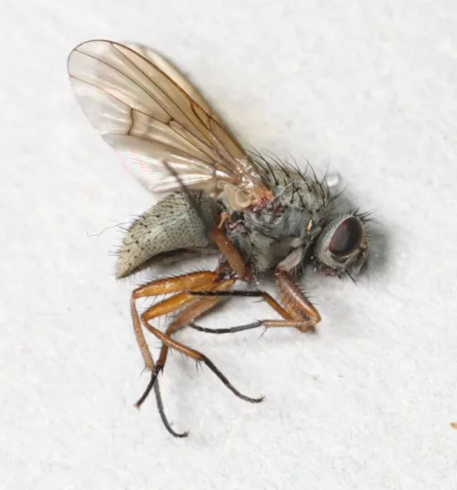 Helina lasiophthalma - photo 3