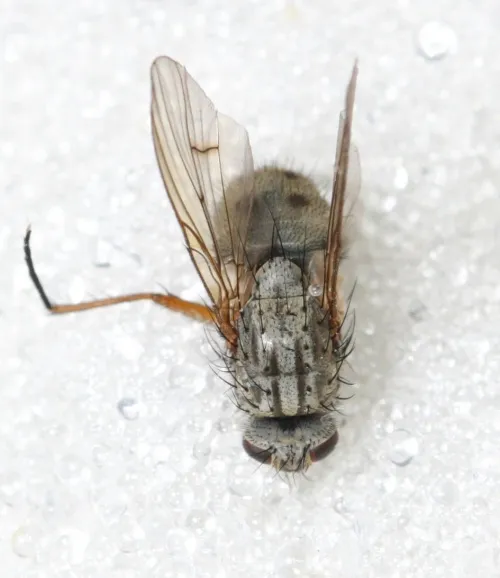 Helina lasiophthalma - photo 4