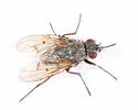 Helina pectinata