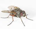 Helina pectinata - photo 2