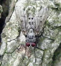 Helina pertusa