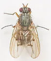 Helina procedens