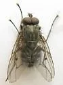 Helina rufitibia