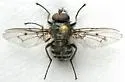Helina rufitibia - photo 2